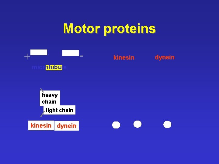 Motor proteins - + microtubule heavy chain light chain kinesin dynein 