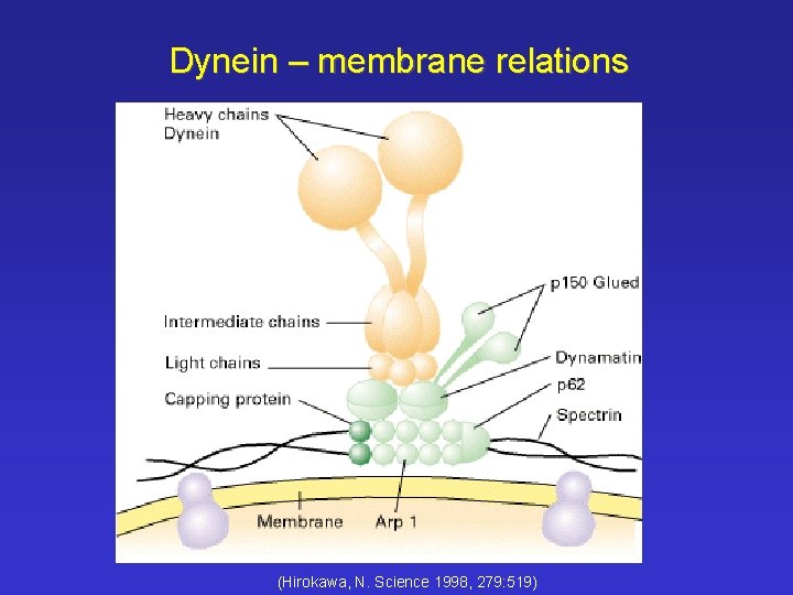 Dynein – membrane relations (Hirokawa, N. Science 1998, 279: 519) 