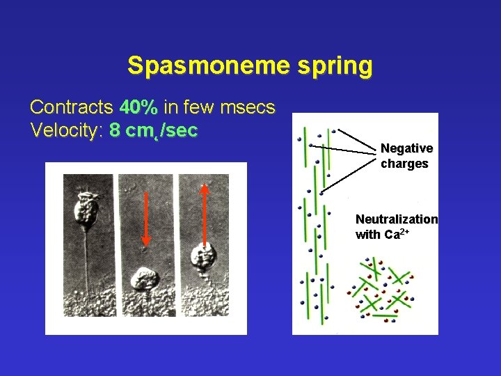 Spasmoneme spring Contracts 40% in few msecs Velocity: 8 cm˛/sec Negative charges Neutralization with