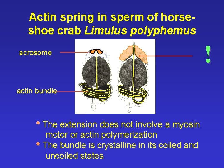 Actin spring in sperm of horseshoe crab Limulus polyphemus acrosome actin bundle • The