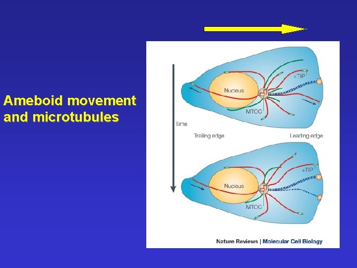 Ameboid movement and microtubules 