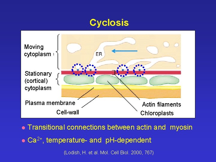 Cyclosis Moving cytoplasm Stationary (cortical) cytoplasm Plasma membrane Cell-wall Actin filaments Chloroplasts l Transitional