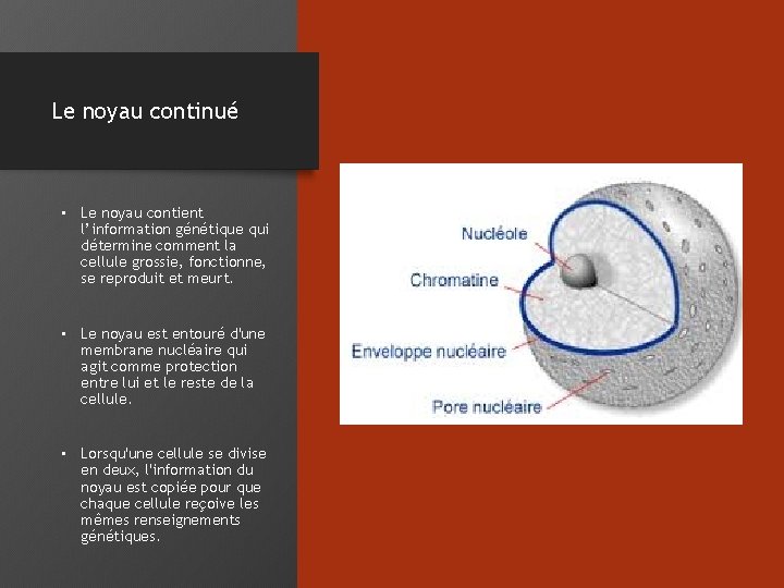 Le noyau continué • Le noyau contient l’information génétique qui détermine comment la cellule