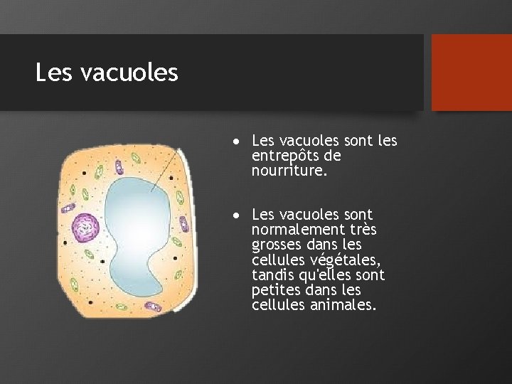 Les vacuoles sont les entrepôts de nourriture. Les vacuoles sont normalement très grosses dans