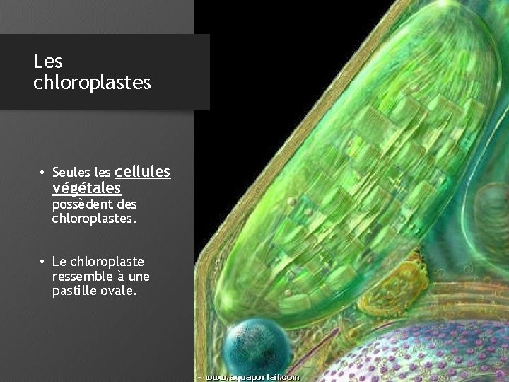 Les chloroplastes • Seules cellules végétales possèdent des chloroplastes. • Le chloroplaste ressemble à