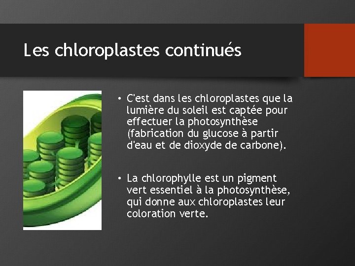 Les chloroplastes continués • C'est dans les chloroplastes que la lumière du soleil est