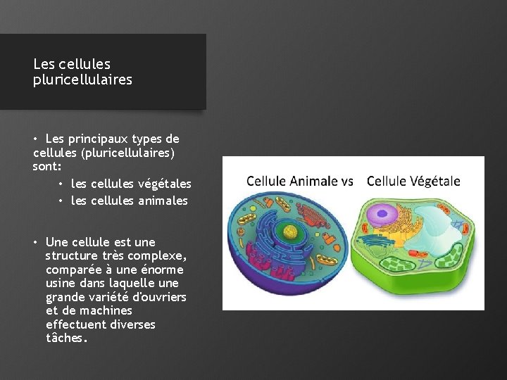 Les cellules pluricellulaires • Les principaux types de cellules (pluricellulaires) sont: • les cellules