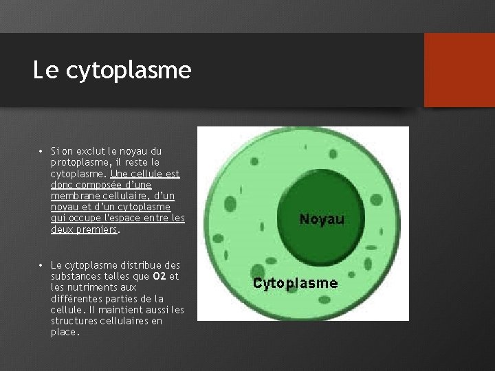 Le cytoplasme • Si on exclut le noyau du protoplasme, il reste le cytoplasme.