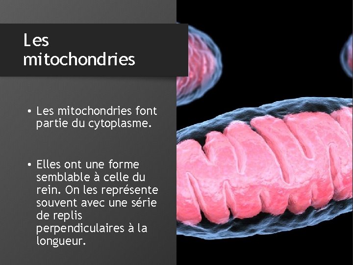 Les mitochondries • Les mitochondries font partie du cytoplasme. • Elles ont une forme