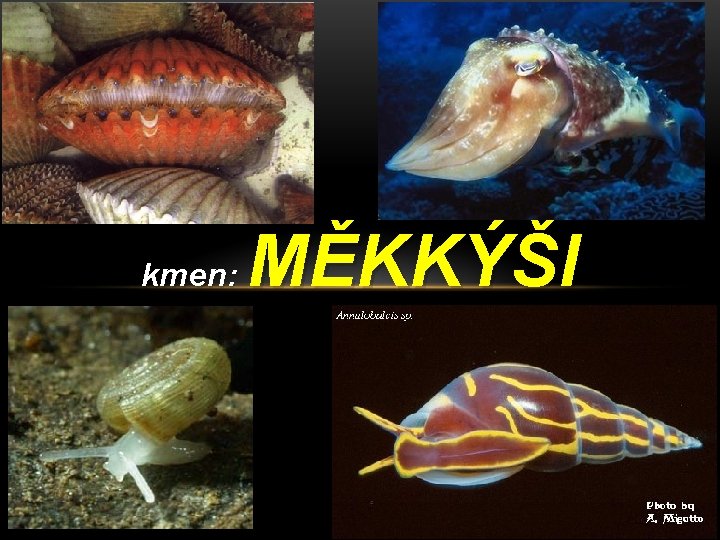 kmen: MĚKKÝŠI 