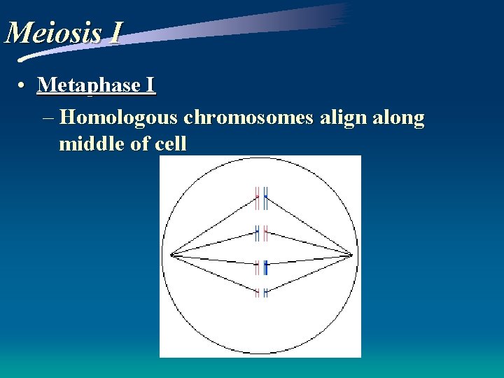 Meiosis I • Metaphase I – Homologous chromosomes align along middle of cell 