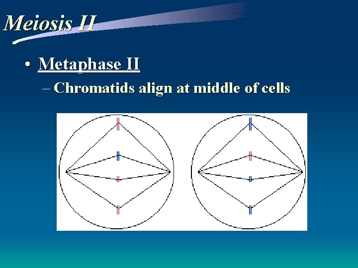 Meiosis II • Metaphase II – Chromatids align at middle of cells 