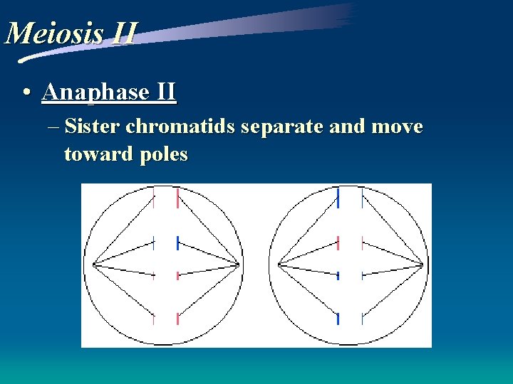 Meiosis II • Anaphase II – Sister chromatids separate and move toward poles Meiosis II • Anaphase II – Sister chromatids separate and move toward poles