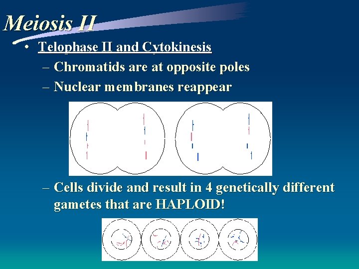 Meiosis II • Telophase II and Cytokinesis – Chromatids are at opposite poles –