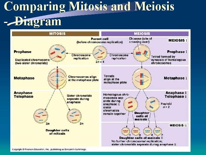 Comparing Mitosis and Meiosis - Diagram 