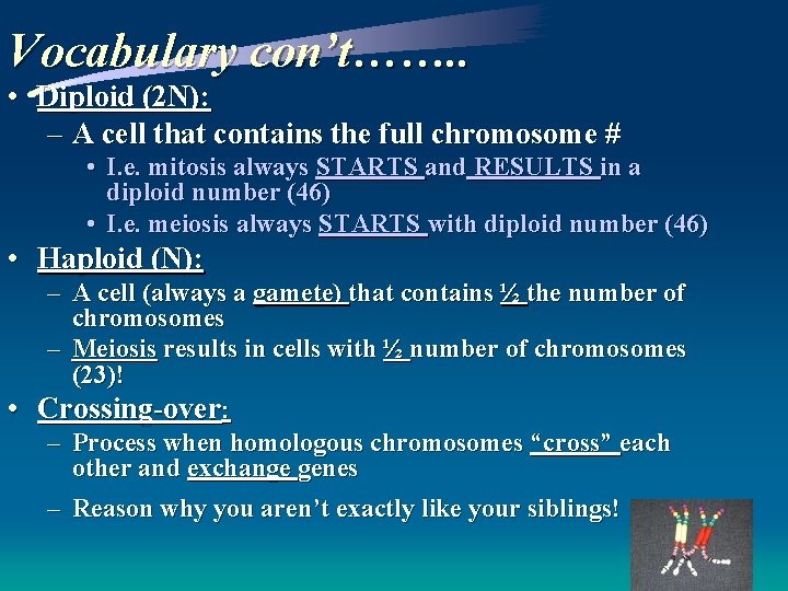 Vocabulary con’t……. . • Diploid (2 N): – A cell that contains the full