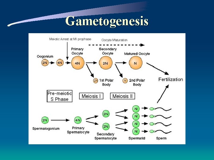 Gametogenesis 