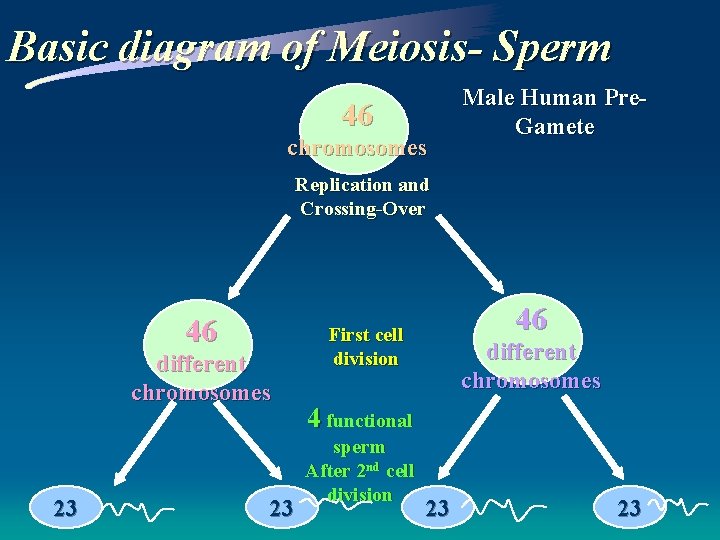 Basic diagram of Meiosis- Sperm 46 chromosomes Male Human Pre. Gamete Replication and Crossing-Over