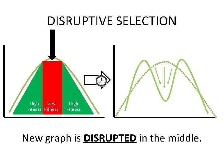 DISRUPTIVE SELECTION Selection Pressure (Against Phenotype) High Low Fitness High Fitness New graph is