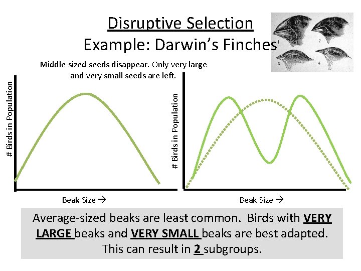 Disruptive Selection Example: Darwin’s Finches # Birds in Population Middle-sized seeds disappear. Only very