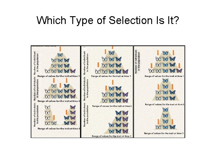 Which Type of Selection Is It? 