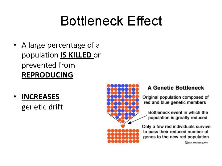 Bottleneck Effect • A large percentage of a population IS KILLED or prevented from