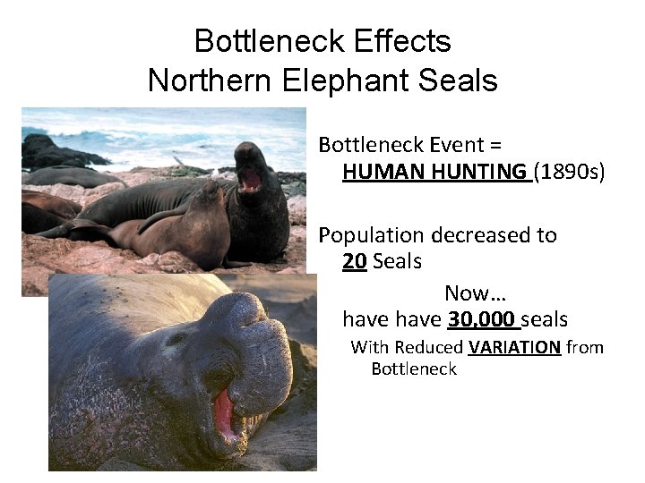 Bottleneck Effects Northern Elephant Seals Bottleneck Event = HUMAN HUNTING (1890 s) Population decreased