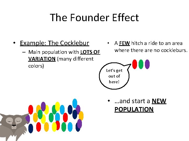 The Founder Effect • Example: The Cocklebur – Main population with LOTS OF VARIATION