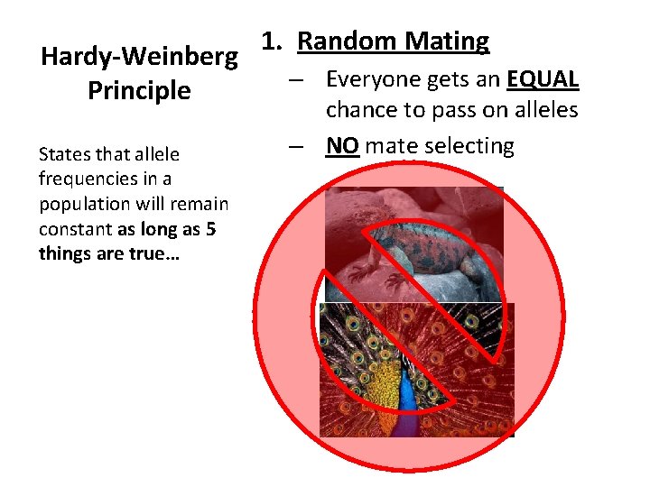 Hardy-Weinberg Principle States that allele frequencies in a population will remain constant as long