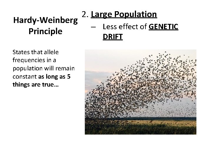 Hardy-Weinberg Principle States that allele frequencies in a population will remain constant as long