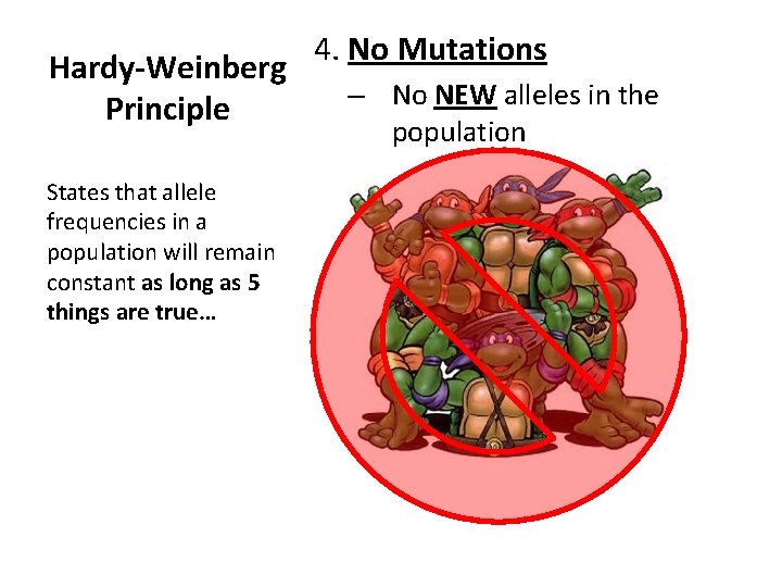 Hardy-Weinberg Principle States that allele frequencies in a population will remain constant as long