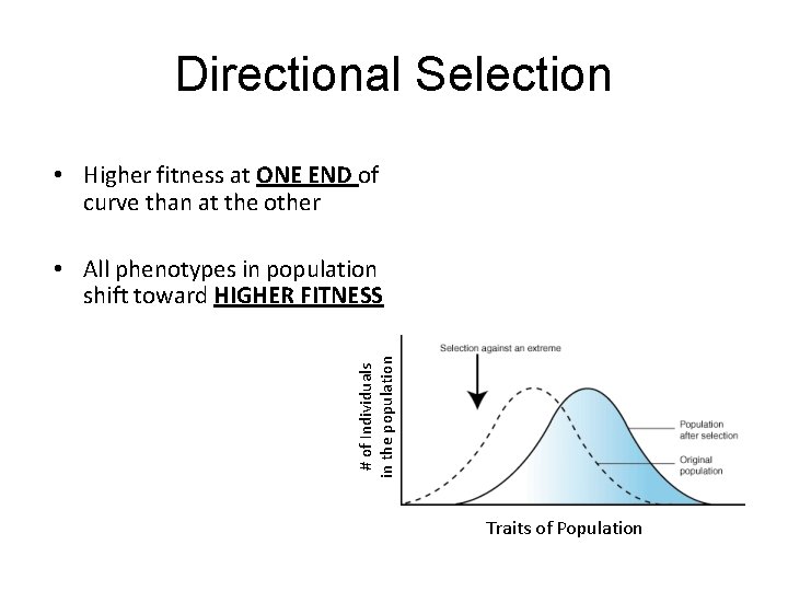 Directional Selection • Higher fitness at ONE END of curve than at the other