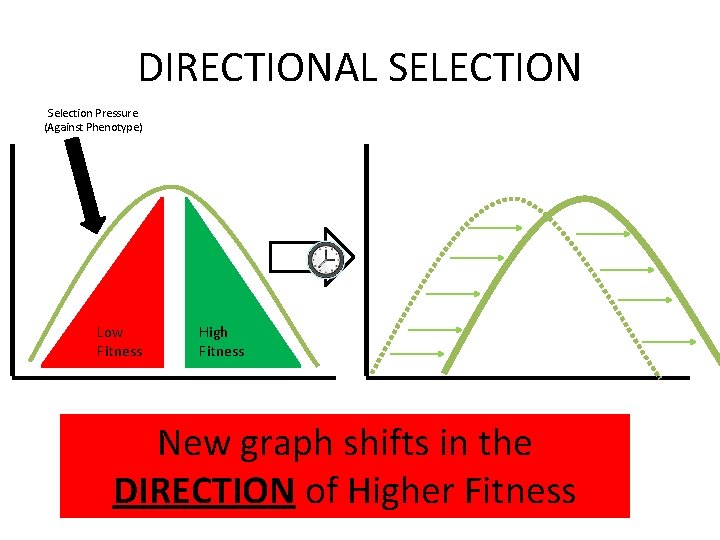 DIRECTIONAL SELECTION Selection Pressure (Against Phenotype) Low Fitness High Fitness New graph shifts in