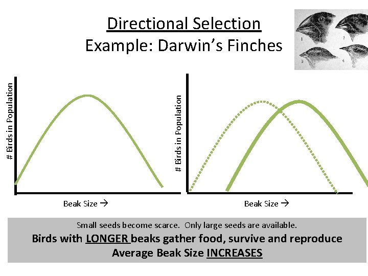 # Birds in Population Directional Selection Example: Darwin’s Finches Beak Size Small seeds become