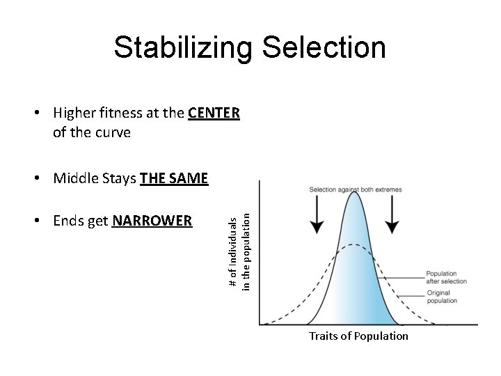 Stabilizing Selection • Higher fitness at the CENTER of the curve • Ends get
