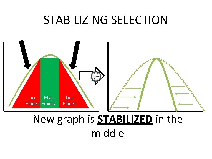 STABILIZING SELECTION Selection Pressure (Against Phenotype) Low High Fitness Low Fitness New graph is