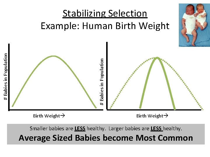 # Babies in Population Stabilizing Selection Example: Human Birth Weight Smaller babies are LESS