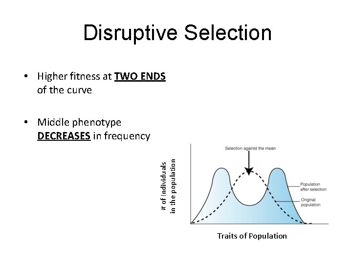 Disruptive Selection • Higher fitness at TWO ENDS of the curve • Middle phenotype