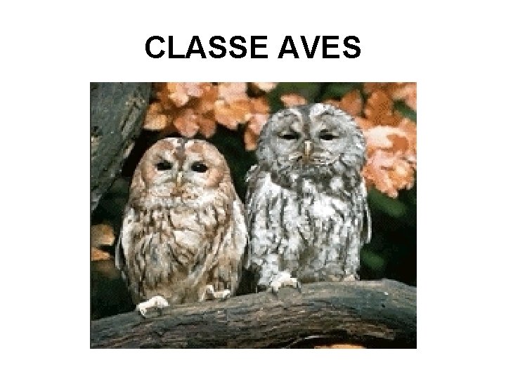 CLASSE AVES 