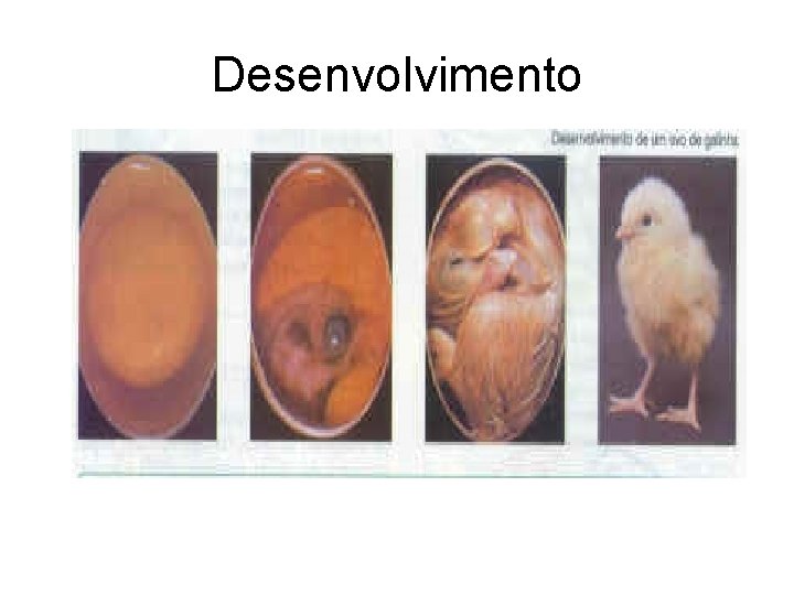 Desenvolvimento 