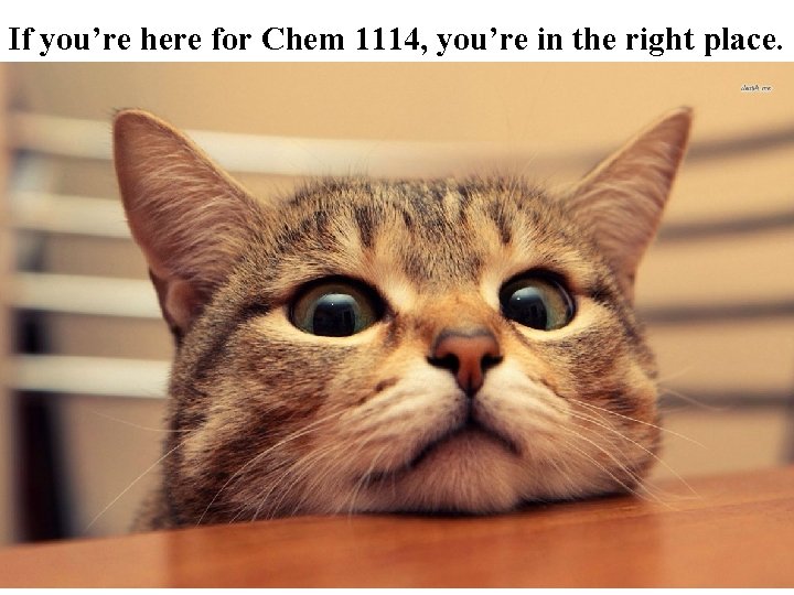 If you’re here for Chem 1114, you’re in the right place. 