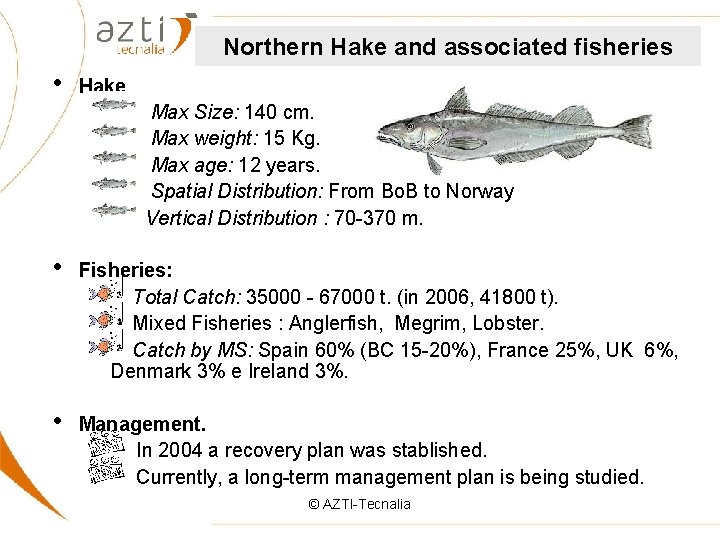 Northern Hake and associated fisheries • Hake Max Size: 140 cm. Max weight: 15