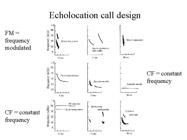 Echolocation call design FM = frequency modulated CF = constant frequency 