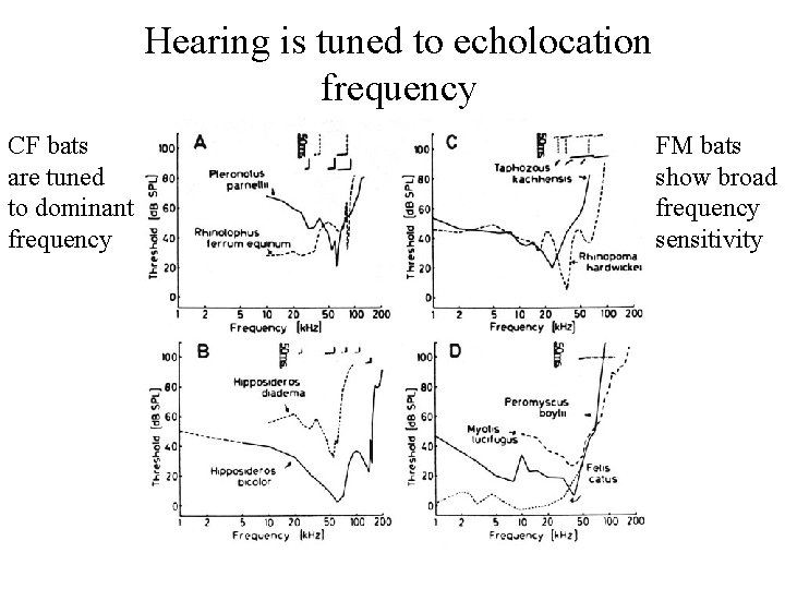 Hearing is tuned to echolocation frequency CF bats are tuned to dominant frequency FM