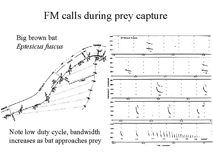 FM calls during prey capture Big brown bat Eptesicus fuscus Note low duty cycle,