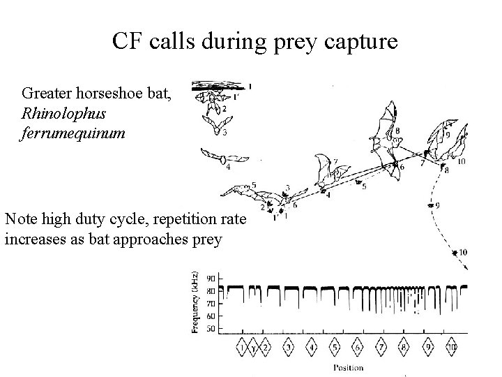 CF calls during prey capture Greater horseshoe bat, Rhinolophus ferrumequinum Note high duty cycle,