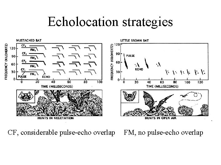 Echolocation strategies CF, considerable pulse-echo overlap FM, no pulse-echo overlap 