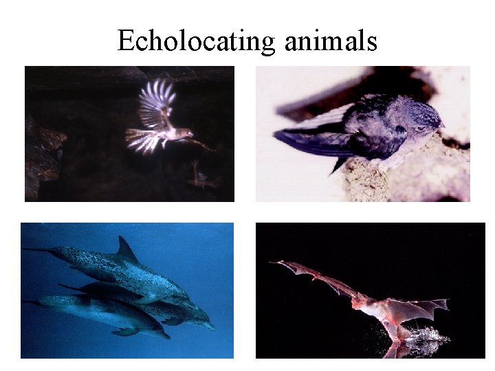 Echolocating animals 