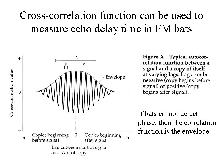 Cross-correlation function can be used to measure echo delay time in FM bats If