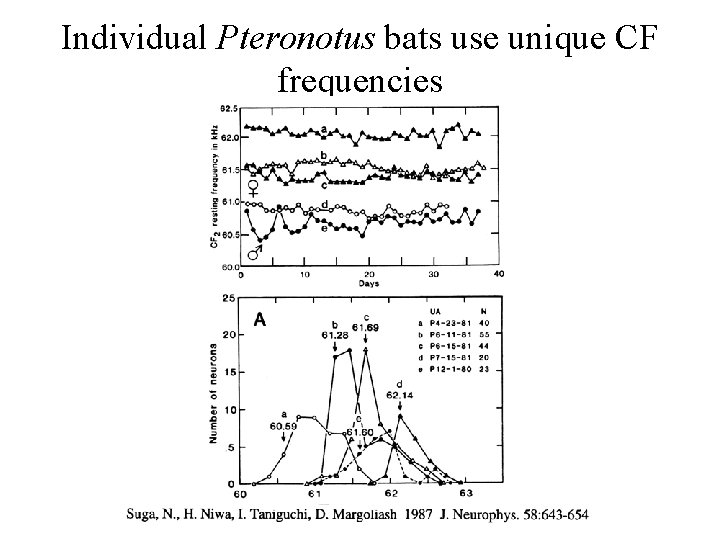 Individual Pteronotus bats use unique CF frequencies 
